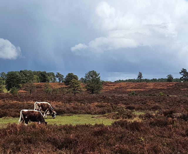 Heathwatch: Surrey and Hampshire's heath wouldn’t exist without us...