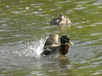 Dozens of water pollution incidents in Woking since 2018