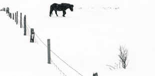 Local photographers snap up top prizes in countywide competition