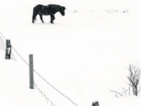 Local photographers snap up top prizes in countywide competition