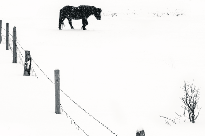 Icelandic Pony by Richard Sheldrake
