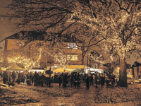 First Christmas lights switch-on at Pyrford attracts 200 residents