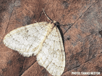 Royer Slater: Do moths have you all a-flutter this winter?