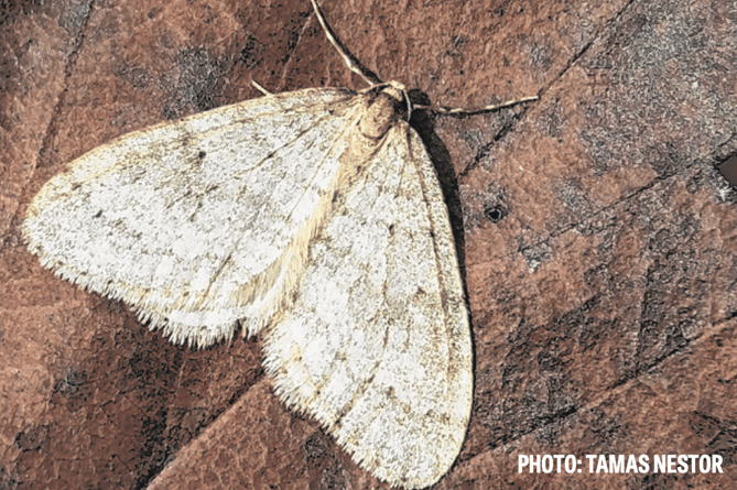 A Winter Moth