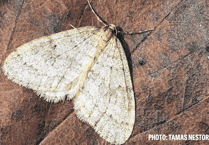 Royer Slater: Do moths have you all a-flutter this winter?