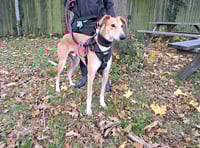 Sensitive lurcher Larry searches for a quiet forever home