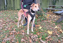 Sensitive lurcher Larry searches for a quiet forever home