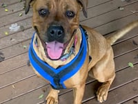 Mastiff cross Diva seeks her forever home