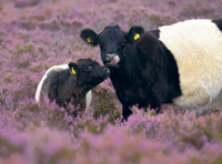 Royer Slater: Surrey's cows may hold the key to greater diversity