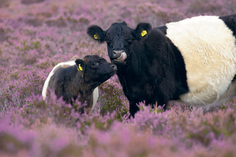 Grazing animals eat invasive vegetation and disturb the ground, opening it up for other plants, creating a ‘‘mosaic’’ of micro habitats