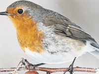 Lovable robin on top of the tree when it comes to our favourite bird