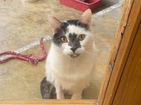 Lovable cat Colin seeks his forever home