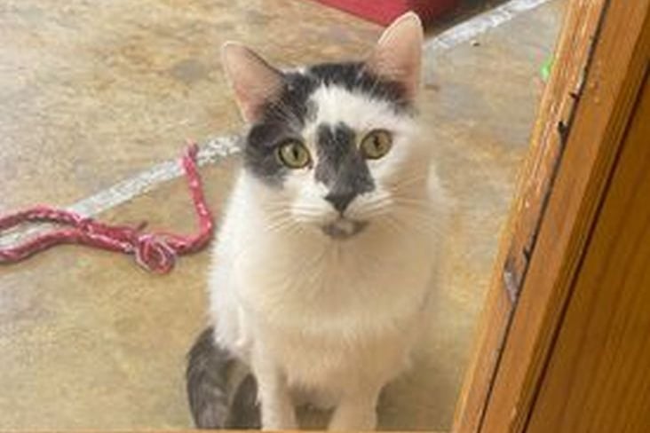 Colin needs a new home