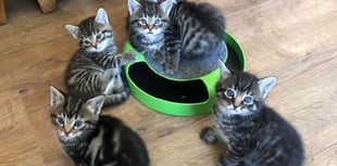 More than 14,000 animals rehomed by the RSPCA in Surrey over a decade