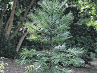 Wisley joins global effort to save the rare ‘dinosaur tree’
