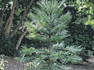 Wisley joins global effort to save the rare ‘dinosaur tree’