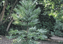 Wisley joins global effort to save the rare ‘dinosaur tree’