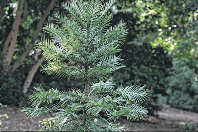 The wild Wollemi pine has existed for 200 million years but is now critically endangered in its now native Australia from a combined threat of disease and wildfires
