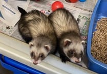Cheeky ferret girls Tinks and Trixie need new home together