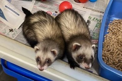 Tinks and Trixie