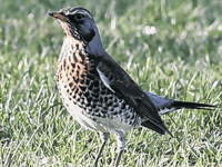 Why not take a closer look at our wonderful feathered visitors?