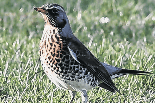 A fieldfare, the largest thrush seen in the UK, is visiting for the winter