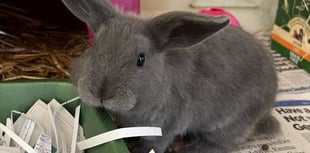 Handsome bunny Bartholomew needs new home
