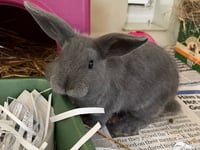 Handsome bunny Bartholomew needs new home