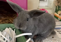 Handsome bunny Bartholomew needs new home