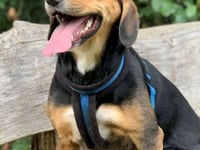 Lovely dog Lola hopes you’ll look in her eyes and fall for her