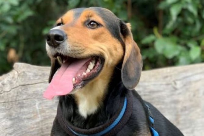 Lola the beagle cross coonhound
