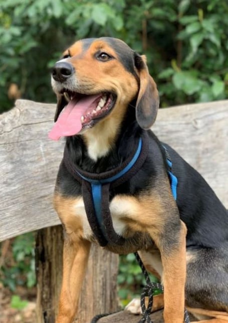 Lola the beagle cross coonhound