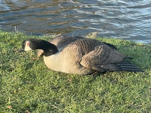 VIDEO: Appeal after teen seen dragging goose from pond and kicking him