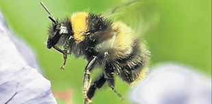 Continued lifting of pesticide ban ‘is death blow to wildlife’