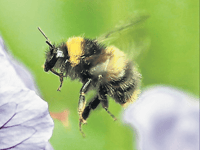 Continued lifting of pesticide ban ‘is death blow to wildlife’