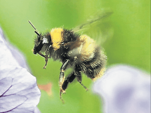 Continued lifting of pesticide ban ‘is death blow to wildlife’