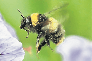 Defra says there is little risk to bees