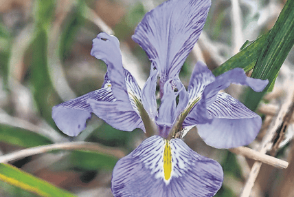A broken fence in Ann’s garden revealed this Algerian iris, a sign that spring is around the corner
