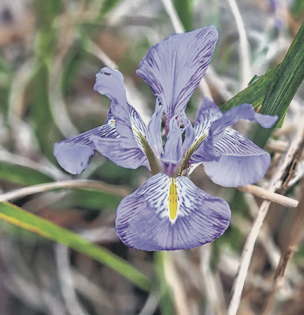A broken fence in Ann’s garden revealed this Algerian iris, a sign that spring is around the corner 