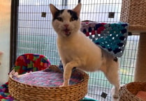 RSPCA Millbrook makes urgent appeal to find home for sweet cat Maisie