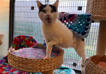RSPCA Millbrook makes urgent appeal to find home for sweet cat Maisie