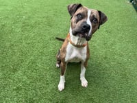 Boxer cross called Nova is aiming to be a knockout pet for new owner