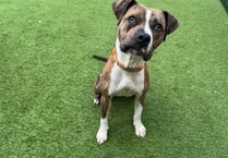 Boxer cross called Nova is aiming to be a knockout pet for new owner