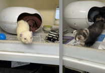 Playful ferret boys Lecter and Myers, who are being cared for at RSPCA Millbrook, need forever home together
