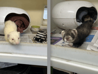 Playful ferret boys Lecter and Myers need forever home together