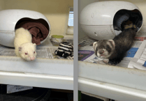 Playful ferret boys Lecter and Myers need forever home together