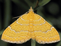 Royer Slater: Busy moths leave bees in the shade as great pollinators