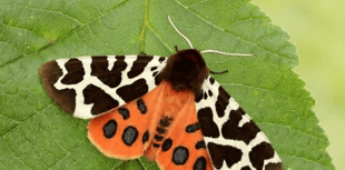 Royer Slater: Moths really are worth a closer look