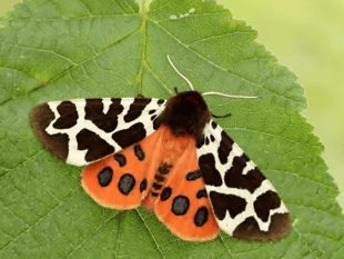 Royer Slater: Moths really are worth a closer look