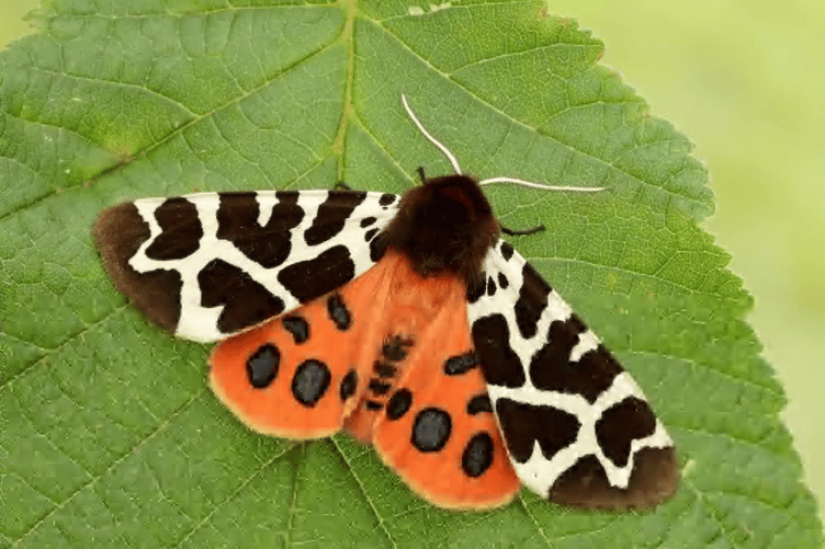Garden tiger moth